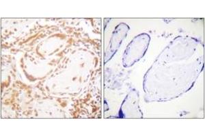 Immunohistochemistry analysis of paraffin-embedded human placenta tissue, using Histone H4 (Ab-47) Antibody. (Histone H4 抗体  (AA 13-62))