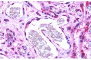 Human, Placenta: Formalin-Fixed Paraffin-Embedded (FFPE) (S1PR1 抗体  (Cytoplasmic Domain))