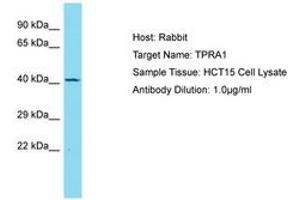 Image no. 1 for anti-Transmembrane Protein, Adipocyte Asscociated 1 (TPRA1) (AA 269-318) antibody (ABIN6750755) (GPR175 抗体  (AA 269-318))
