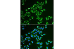 Immunofluorescence (IF) image for anti-Tachykinin 3 (TAC3) antibody (ABIN1980328) (Tachykinin 3 抗体)