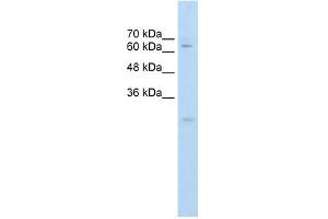 Carboxylesterase 2 antibody used at 0. (CES2 抗体)