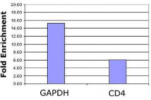 Histone H3K4ac antibody (pAb) tested by ChIP analysis. (Histone 3 抗体  (H3K4ac))