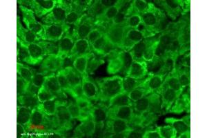 Immunocytochemistry/Immunofluorescence analysis using Mouse Anti-Hsp90 Monoclonal Antibody, Clone 4F3. (HSP90 抗体  (FITC))