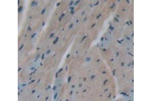 IHC-P analysis of Mouse Tissue, with DAB staining. (RGS5 抗体  (AA 1-181))