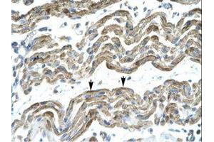 Image no. 1 for anti-Zinc Finger Protein 828 (ZNF828) (AA 261-310) antibody (ABIN202924) (ZNF828 抗体  (AA 261-310))