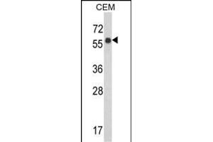 Western blot analysis of WDR1 Antibody (C-term) (ABIN389460 and ABIN2839527) in CEM cell line lysates (35 μg/lane). (WDR1 抗体  (C-Term))