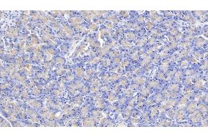Detection of KLK1 in Human Pancreas Tissue using Polyclonal Antibody to Kallikrein 1 (KLK1) (Kallikrein 1 抗体  (AA 25-261))