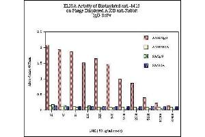 ELISA Activity of Biotinylated anti -M13 on Phage Displayed A10B anti-Rabbit  IgG ScFv  SA/BSA  SA/IgG  A10B/BSA  A10B/IgG  Data respresents absorbancy readings for  A10B phage on rabbit IgG (A10B/IgG), A10B  phage on BSA (A10B/BSA), streptavidin on rabbit IgG (SA/IgG) and streptavidin on BSA (SA/BSA) for each dilution of biotinylated anti-M13 monoclonal antibody. (M13 Bacteriophage (g3p) 抗体 (Biotin))