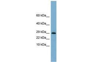 Image no. 1 for anti-Endoplasmic Reticulum Protein 29 (ERP29) (N-Term) antibody (ABIN6743333) (ERP29 抗体  (N-Term))