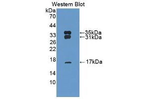 Western blot analysis of recombinant Cow PRDX6. (Peroxiredoxin 6 抗体  (AA 1-224))