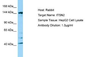 Western Blotting (WB) image for anti-Intersectin 2 (ITSN2) (C-Term) antibody (ABIN2790154) (Intersectin 2 抗体  (C-Term))