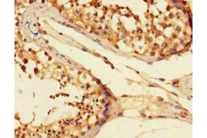 Immunohistochemistry of paraffin-embedded human testis tissue using ABIN7152038 at dilution of 1:100 (ESR2 抗体  (AA 2-530))