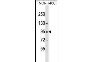 ZN Antibody (N-term) (ABIN1539675 and ABIN2849855) western blot analysis in NCI- cell line lysates (35 μg/lane). (ZNF484 抗体  (N-Term))