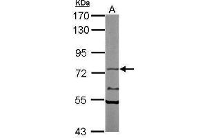 WB Image Sample (50 ug of whole cell lysate) A: Mouse brain 7. (NXF1 抗体  (C-Term))