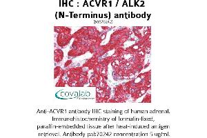 Image no. 1 for anti-Activin Receptor Type I (ACRV1) (N-Term) antibody (ABIN1731497) (ACVR1 抗体  (N-Term))