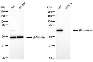 Western blotting analysis using Ribophorin I antibody (ABIN7800214).