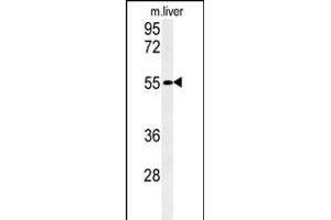 Western blot analysis of FA Antibody (C-term) (ABIN651345 and ABIN2840195) in mouse liver tissue lysates (35 μg/lane). (FAM151A 抗体  (C-Term))