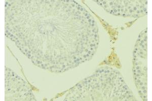 ABIN6277084 at 1/100 staining Mouse testis tissue by IHC-P. (Osteoprotegerin 抗体  (Internal Region))