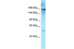 WB Suggested Anti-FYCO1 Antibody Titration: 1. (FYCO1 抗体  (N-Term))