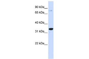 Western Blot showing POU5F1 antibody used at a concentration of 1-2 ug/ml to detect its target protein. (OCT4 抗体  (Middle Region))