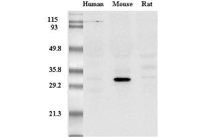Western Blot analysis of adiponectin in mouse, human and rat plasma using anti-Adiponectin (mouse), mAb (MADI 1147)  at 0. (ADIPOQ 抗体)