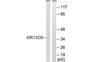 Western Blotting (WB) image for anti-Olfactory Receptor, Family 13, Subfamily C, Member 8 (OR13C8) (AA 271-320) antibody (ABIN2891118) (OR13C8 抗体  (AA 271-320))