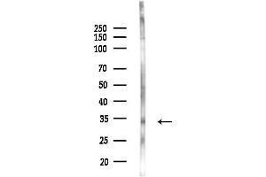 Western blot analysis of lysates from COLO205 cells, using OR5M11 Antibody at 1/1000 dilution.