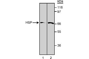 Western Blotting (WB) image for anti-Heat Shock Protein 70 (HSP70) antibody (ABIN967447)