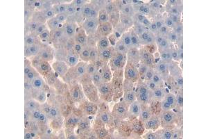 Used in DAB staining on fromalin fixed paraffin- embedded Kidney tissue (PRODH 抗体  (AA 398-551))