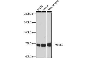 Western blot analysis of extracts of various cell lines, using MEKK2 Rabbit mAb (ABIN7268649) at 1:1000 dilution. (MAP3K2 抗体)