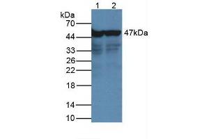 Western Blot Lane1: Human Hepg2 Cells Lane2: Human Hela Cells Primary Ab: 2µg/mL Rabbit Anti-Human NSE Ab Second Ab: 1:5000 Dilution of HRP-Linked Rabbit Anti-Mouse IgG Ab (ENO2/NSE 抗体  (AA 1-434))
