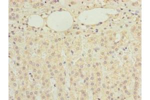 Immunohistochemistry (IHC) image for anti-RNA Binding Motif, Single Stranded Interacting Protein 2 (RBMS2) (AA 1-407) antibody (ABIN7168321)