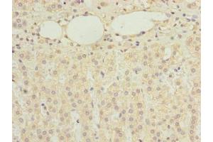 Immunohistochemistry of paraffin-embedded human adrenal gland tissue using ABIN7168321 at dilution of 1:100 (RBMS2 抗体  (AA 1-407))