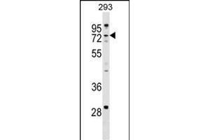 ZCCHC8 Antibody (C-term) (ABIN1537473 and ABIN2849219) western blot analysis in 293 cell line lysates (35 μg/lane). (ZCCHC8 抗体  (C-Term))