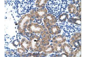 Image no. 1 for anti-TBP-Like 1 (TBPL1) (AA 88-137) antibody (ABIN202049) (TBPL1 抗体  (AA 88-137))