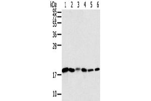 Western Blotting (WB) image for anti-Sorting Nexin 3 (SNX3) antibody (ABIN2433899) (Sorting Nexin 3 抗体)