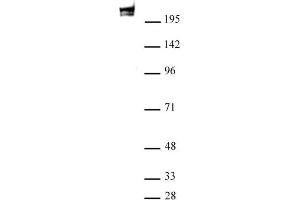 RNA pol II antibody (mAb) (Clone 1F4B6) tested by Western blot. (POLR2A/RPB1 抗体)