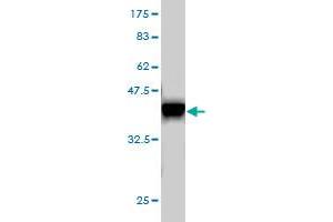 Western Blot detection against Immunogen (36.