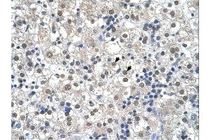 Immunohistochemistry (IHC) image for anti-Reticulon 2 (RTN2) (N-Term) antibody (ABIN310830) (Reticulon 2 抗体  (N-Term))