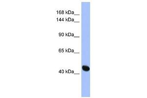 RASGRF1 antibody used at 1 ug/ml to detect target protein. (RASGRF1 抗体  (N-Term))