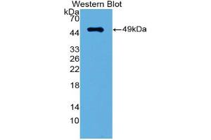 Western blot analysis of the recombinant protein. (IRF3 抗体  (AA 1-406))