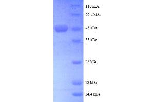 SDS-PAGE (SDS) image for ADP-Ribosylation Factor-Like 2 (ARL2) (AA 19-184), (partial) protein (GST tag) (ABIN5712127) (ARL2 Protein (AA 19-184, partial) (GST tag))