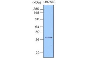 Western Blotting (WB) image for anti-Clusterin (CLU) antibody (ABIN306419) (Clusterin 抗体)