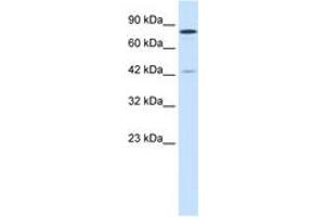 Image no. 3 for anti-Lysine (K)-Specific Demethylase 3A (KDM3A) (AA 1252-1301) antibody (ABIN202983) (KDM3A 抗体  (AA 1252-1301))
