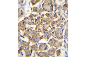 Immunohistochemistry (IHC) image for anti-Gastric Inhibitory Polypeptide Receptor (GIPR) antibody (ABIN3003249) (GIPR 抗体)