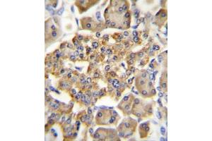 Immunohistochemistry (IHC) image for anti-Gastric Inhibitory Polypeptide Receptor (GIPR) antibody (ABIN3003249)