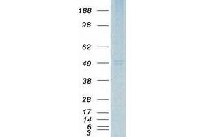 Western Blotting (WB) image for Vasoactive Intestinal Peptide Receptor 2 (VIPR2) protein (Myc-DYKDDDDK Tag) (ABIN2728105)