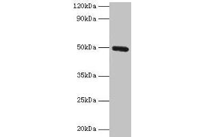 Western blot All lanes: CLEC18A antibody at 2 μg/mL + Mouse stomach tissue Secondary Goat polyclonal to rabbit IgG at 1/10000 dilution Predicted band size: 50, 12 kDa Observed band size: 50 kDa (CLEC18A 抗体  (AA 27-446))