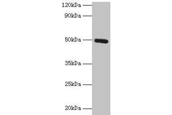 CLEC18A 抗体  (AA 27-446)
