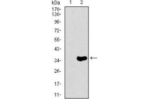 Western Blotting (WB) image for anti-Neurofilament, Heavy Polypeptide (NEFH) (AA 968-1020) antibody (ABIN1844517)